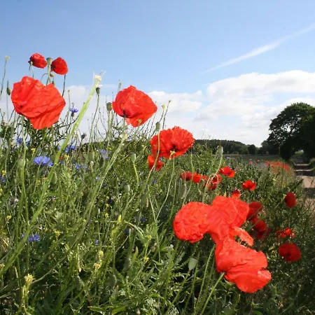 Schoenes In Dargun Mit Pool Feriehus Barlin